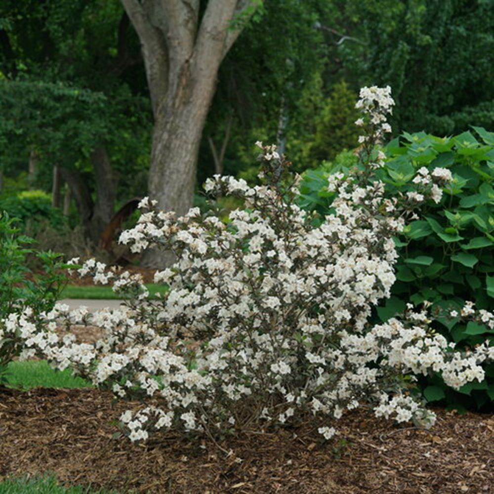 Wine & Spirits® Weigela (Weigela florida 'Wine and Spirits') - 3 gallon 15"