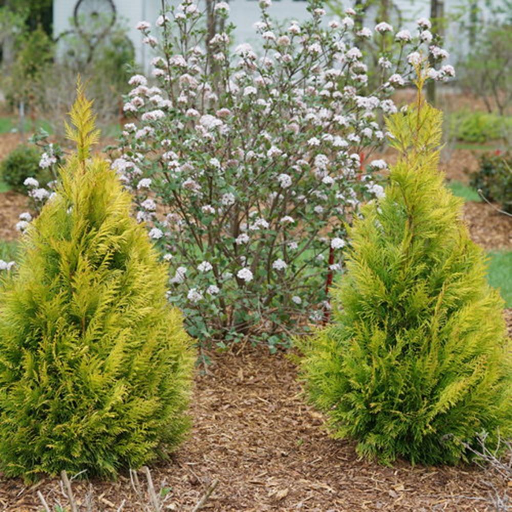 Fluffy® Western Arborvitae (Thuja plicata 'Fluffy') - 3 gallon