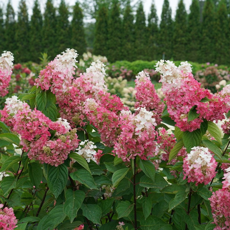 Pinky Winky Prime® Panicle Hydrangea (Hydrangea 'P Pinky Winky Prime') - 3 gallon