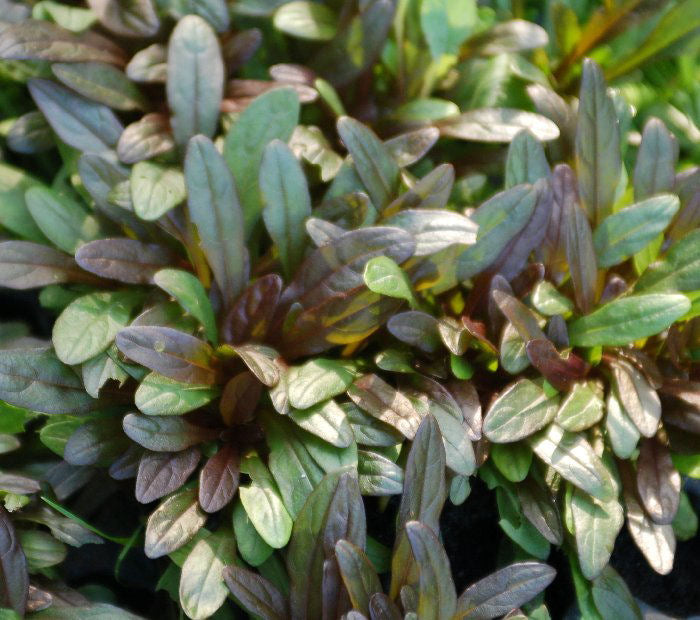 Chocolate Chip Bugleweed (Ajuga reptans 'Chocolate Chip') - 1 gallon