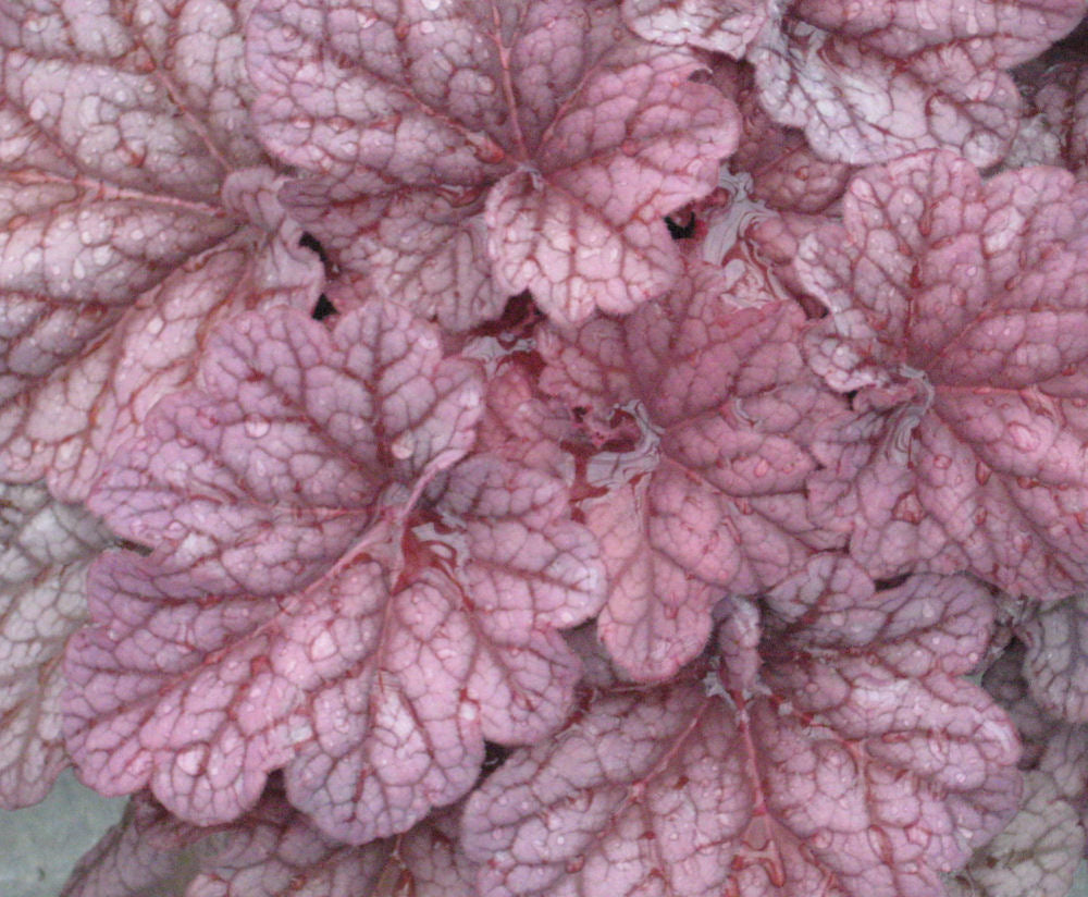 Berry Smoothie Coral Bells (Heuchera 'Berry Berry Smoothie') - 1 gallon