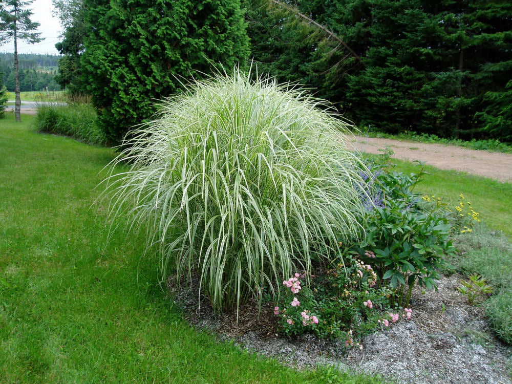 Variegated Maiden Grass (Miscanthus sinensis 'Variegata') - 2 gallon