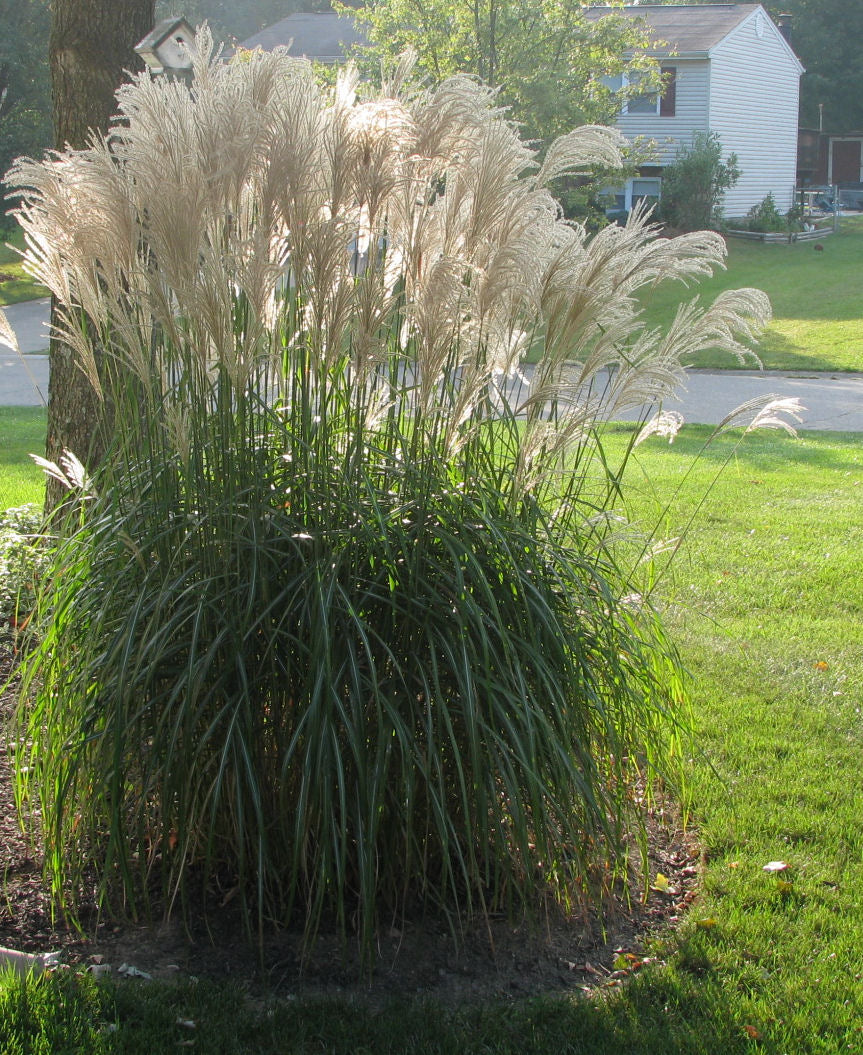 Gracillimus Maiden Grass (Miscanthus sinensis 'Gracillimus') - 3 gallon