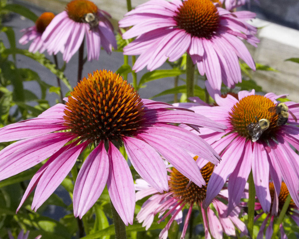 Purple Coneflower (Echinacea purpurea 'Magnus') - 3QT