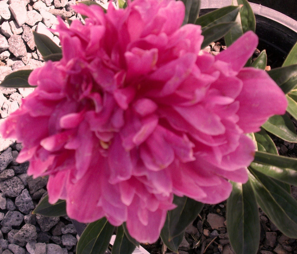 Kansas Red Peony (Paeonia japonica 'Kansas Red') - 2 gallon