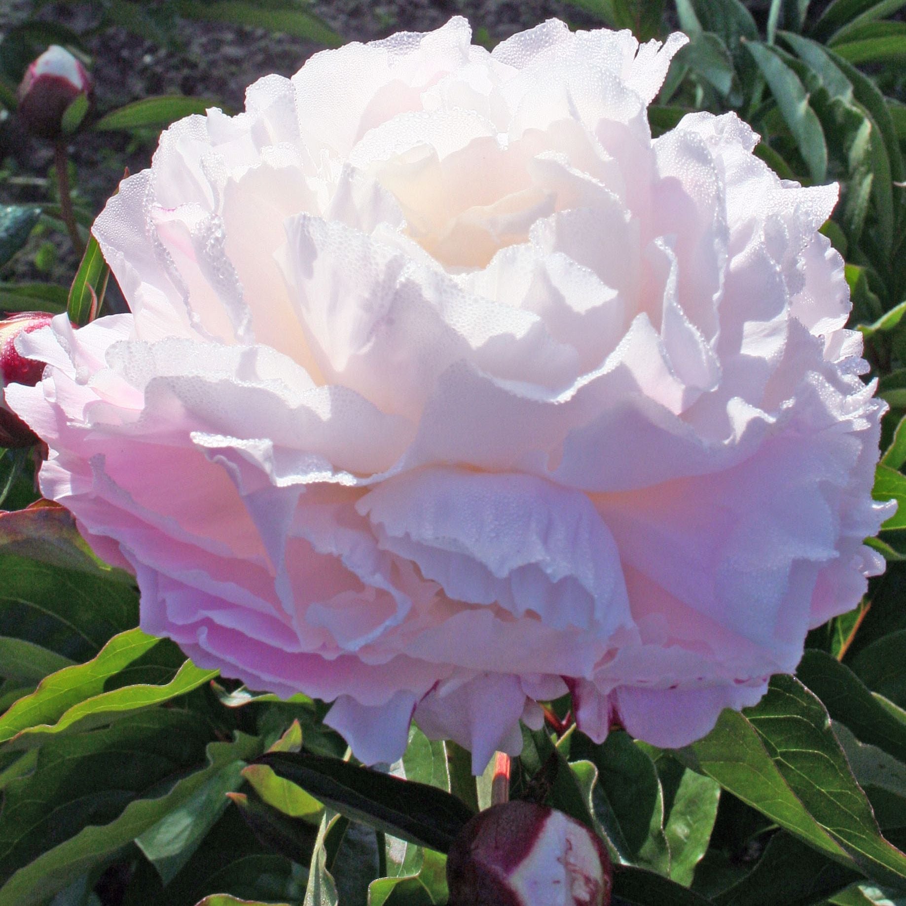 Shirley Temple Peony (Paeonia lactiflora 'Shirley Temple') - 2 gallon