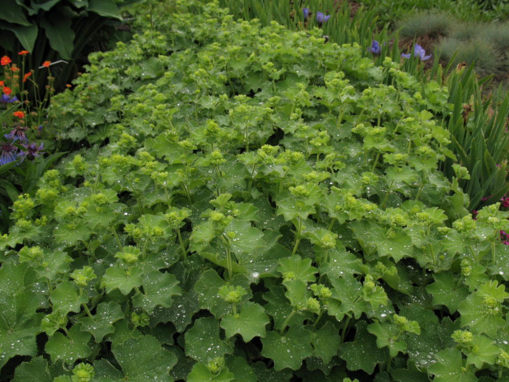 Thriller Lady's Mantle (Alchemilla mollis 'Thriller') - 1 gallon