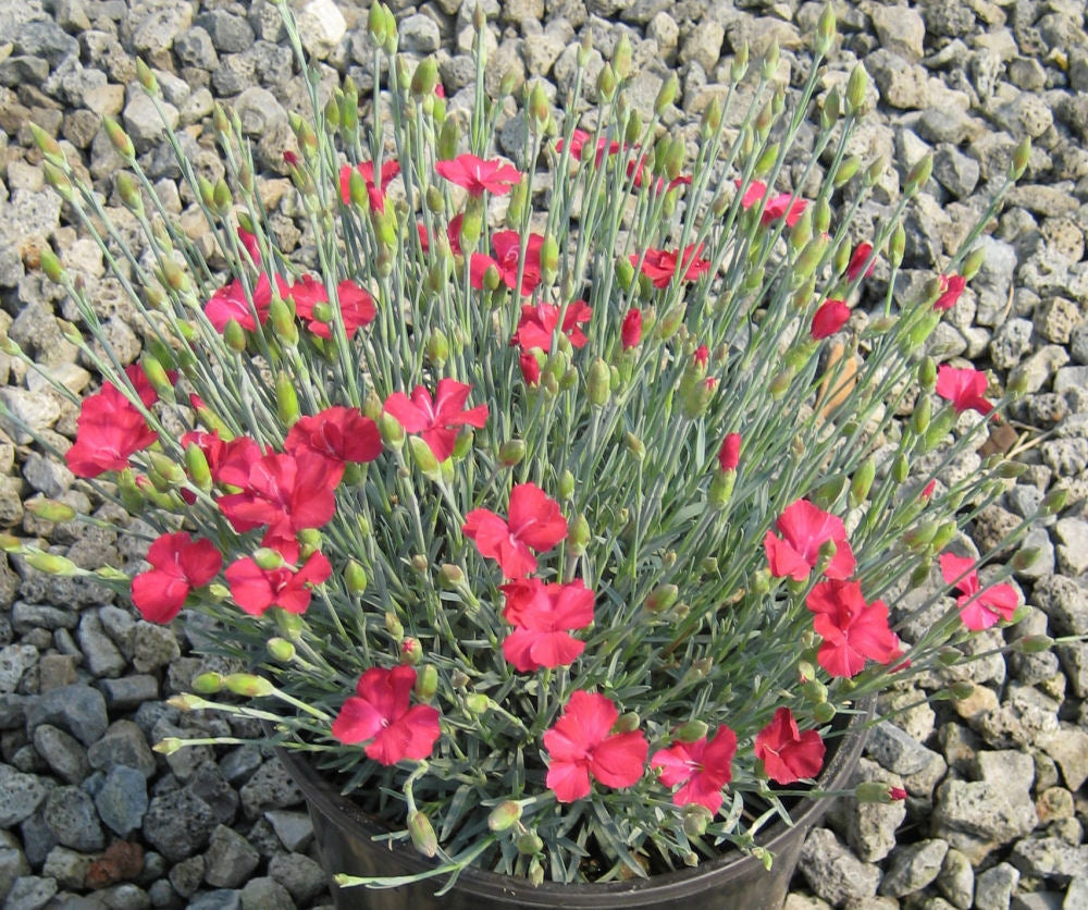 Frosty Fire Pinks (Dianthus gratianopolitanus 'Frosty Fire') - 1 gallon