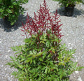 Montgomery Astilbe (Astilbe japonica 'Montgomery') - 1 gallon