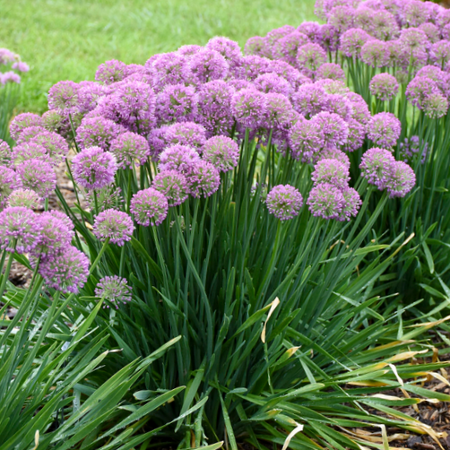 'Serendipity' Ornamental Onion (Allium serendipity) - 1 gallon