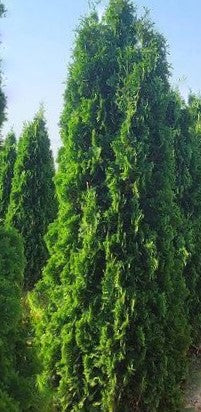 THIN MAN® Arborvitae (Thuja occidentalis 'Thin Man') - 3 gallon 48"