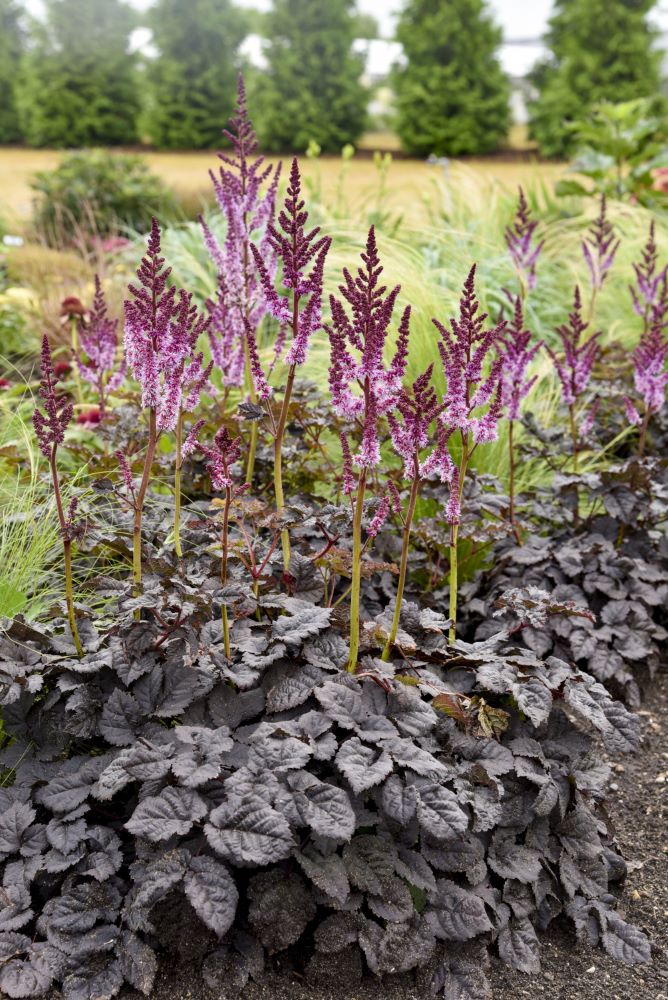 Dark Side of the Moon Astilbe (Astilbe 'Dark Side of the Moon') - 1 gallon