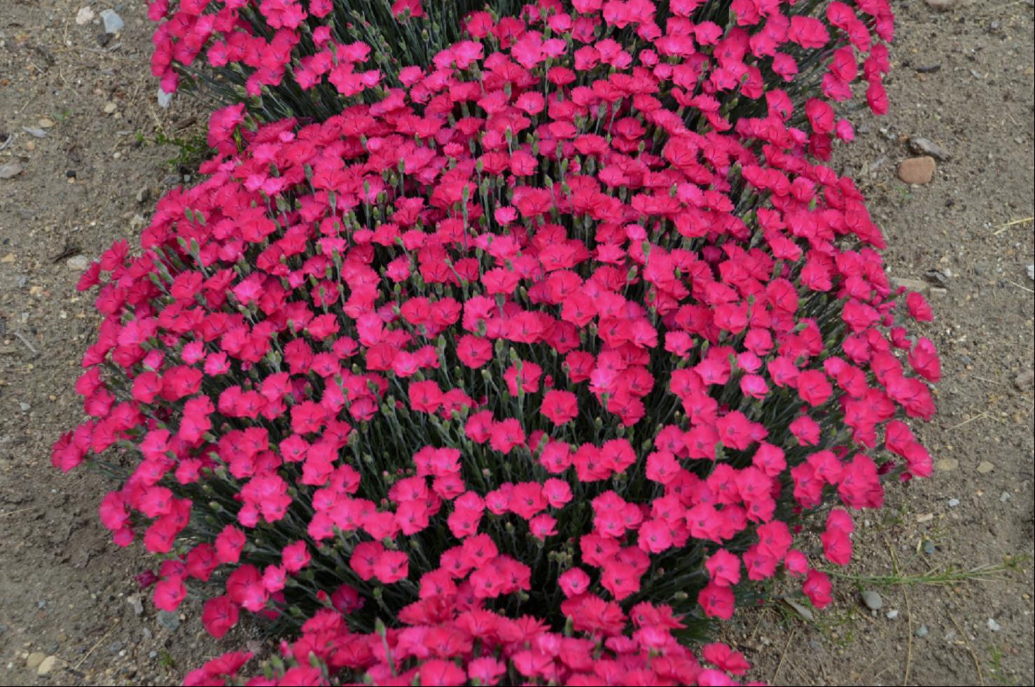 'Paint the Town Magenta' Pinks (Dianthus paint 'The Town Magenta') - 1 gallon