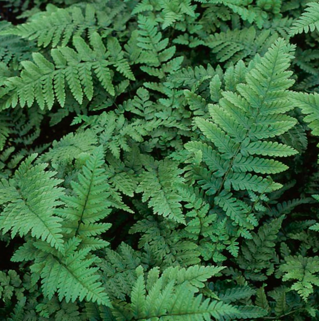 Eastern Wood Fern (Dryopteris 'Easternwood') - 1 gallon