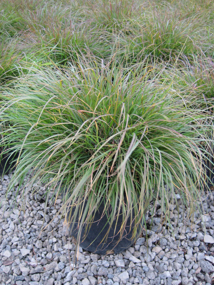 Hameln Fountain Grass (Pennisetum alopecuroides 'Hameln') - 3 gallon