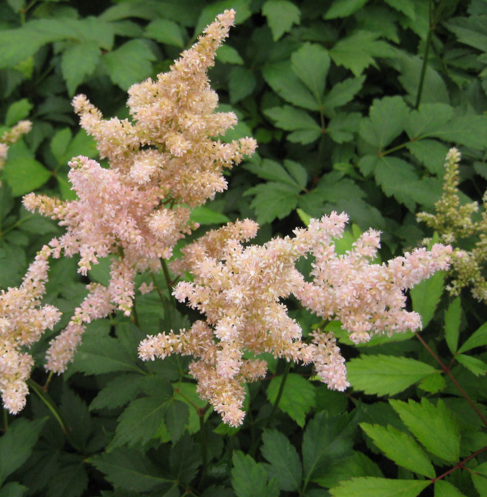 Peach Blossom Astilbe (Astilbe japonica 'Peach Blossom') - 1 gallon