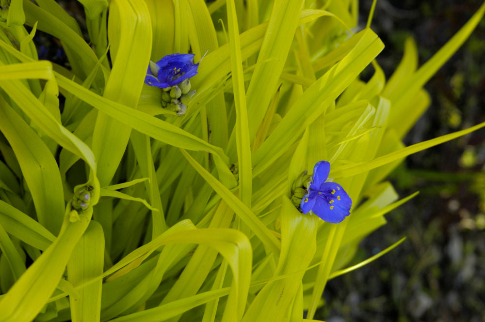 Sweet Kate Spiderwort (Tradescantia x andersoniana 'Sweet Kate') - 1 gallon