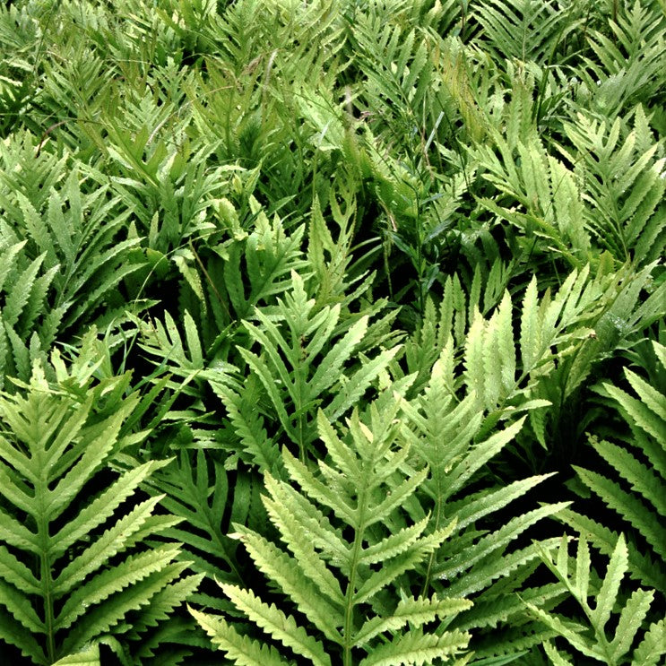 Sensitive Fern (Onoclea 'Sensitive') - 1 gallon