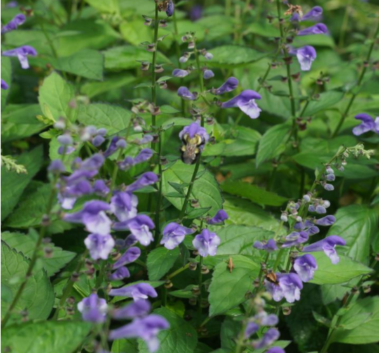 Appalachian Blues Skullcap (Scutellaria appalachian 'Blues 19Cm Ptw') - G1AB