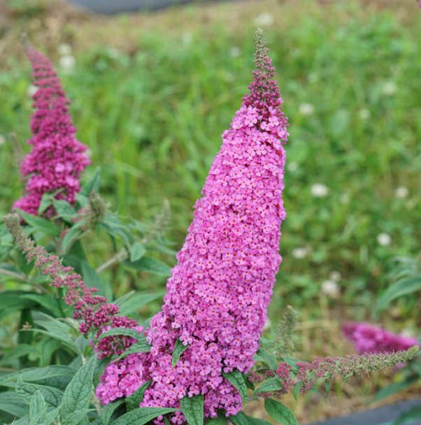 Pugster Pinker® Butterfly Bush (Buddleia 'Pugster Pinker') - 2 gallon