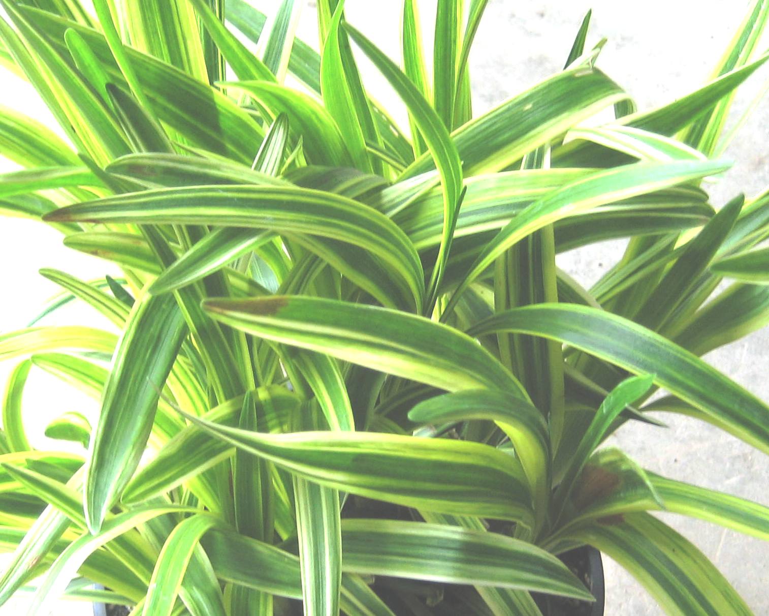 Silvery Sunproof Lily Turf (Liriope muscari 'Silvery Sunproof') - 1 gallon