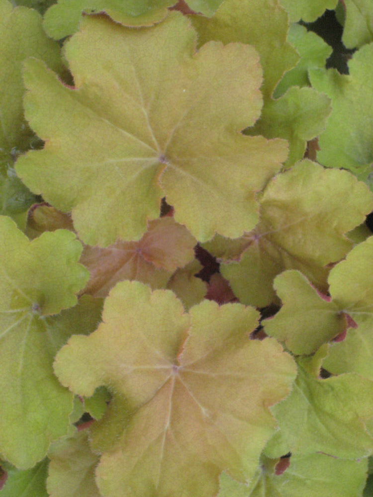 Caramel Coral Bells (Heuchera caramel 'Caramel') - 1 gallon