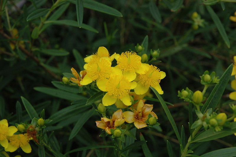 Gemo St. Johnswort (Hypericum kalmianum 'Gemo') - 2 gallon 10"