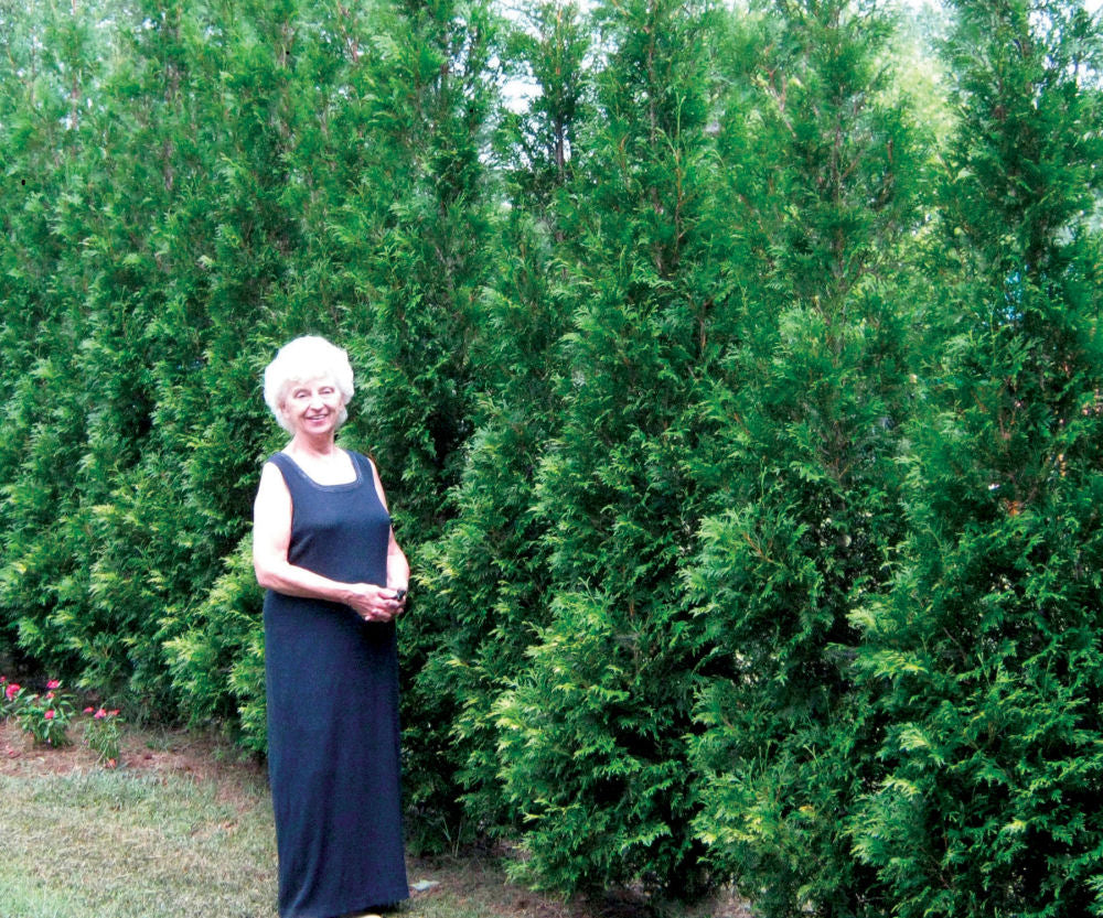 Full Speed A Hedge® American Pillar Arborvitae (Thuja occidentalis 'American Pillar') - 3 gallon 24"