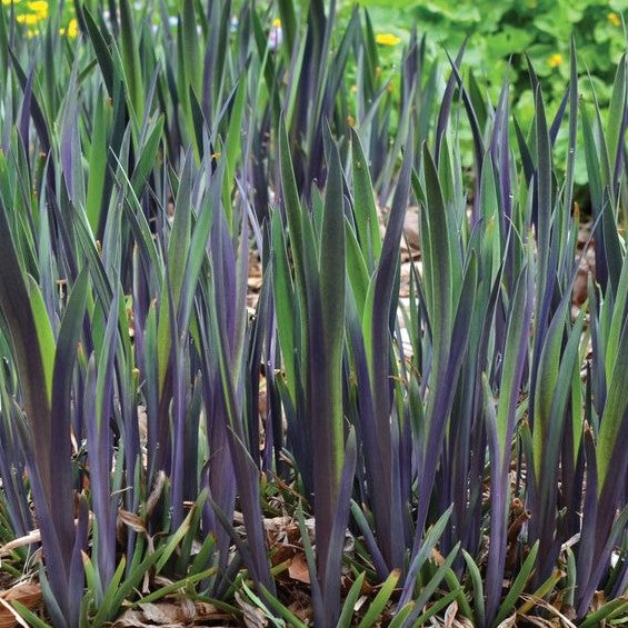 Purple Flame Iris (Iris versicolor 'Purple Flame') - 1 gallon