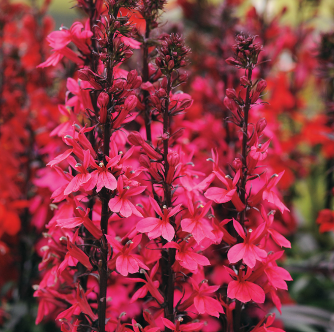 Starship Deep Rose Cardinal flower (Lobelia starship 'Rose') - 1 gallon