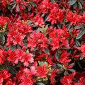 Hot Shot Azalea (Azalea x 'Girard Hot Shot') - 3 gallon 15"