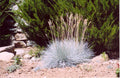 Elijah Blue Fescue Grass (Festuca glauca 'Elijah Blue') - 1 gallon