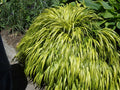 Golden Variegated Japanese Forest Grass (Hakonechloa macra 'Aureola') - 1 gallon