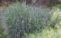 Heavy Metal Switch Grass (Panicum virgatum 'Heavy Metal') - 3 gallon