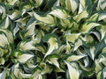 Fire and Ice Plantain Lily (Hosta fire 'Fire and Ice') - 1 gallon