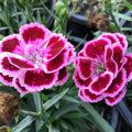 Dianthus Purple Bicolor Pinks (Dianthus delilah 'Purple Bicolor') - 1 gallon