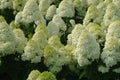 'Limelight' Panicle Hydrangea (Hydrangea paniculata 'Zwijnenburg') - 3 gallon