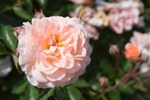 Apricot Drift® Rose (Rosa 'Drift Meimirrote') - 1 gallon