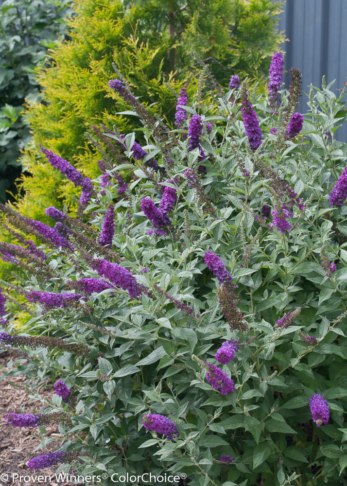 'Miss Violet' Butterfly bush (Buddleia miss 'Violet') - 3 gallon