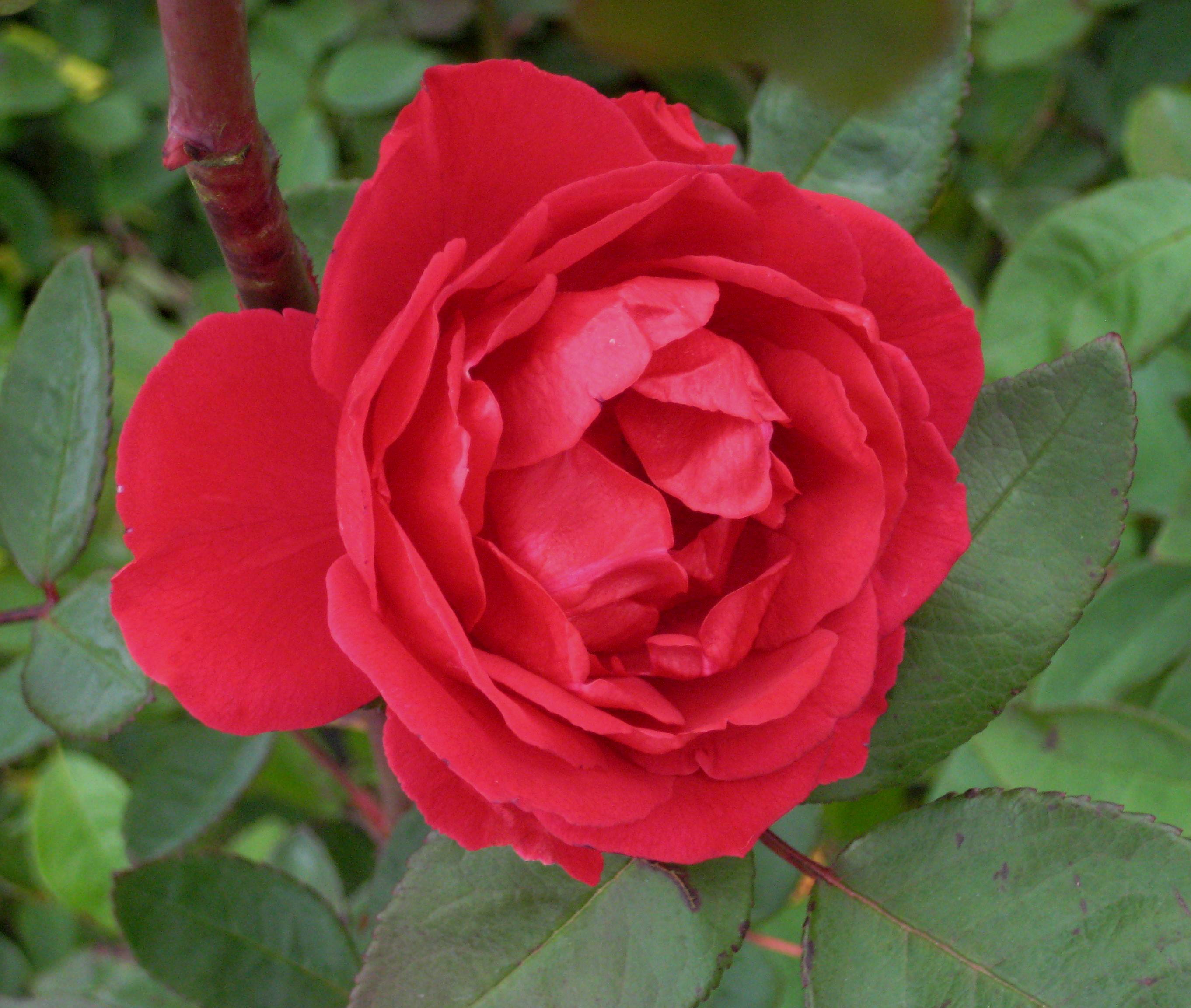 Blaze Climbing Rose (Rosa CL 'Blaze') - 2 gallon