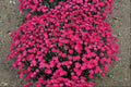 'Paint the Town Magenta' Pinks (Dianthus paint 'The Town Magenta') - 1 gallon
