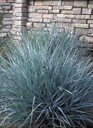 Blue Dune Lyme Grass (Leymus 'A. Blue Dune') - 1 gallon
