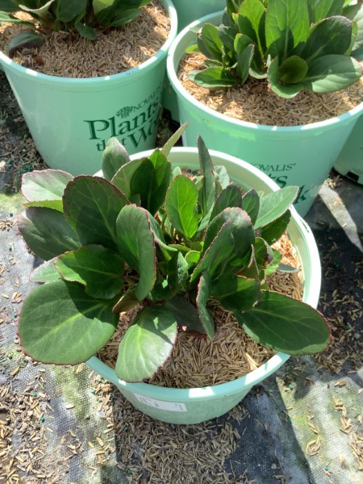 Bergenia Early Brilliance™ Magenta  (Bergenia 'Early Brilliance Magenta') - 1 gallon