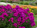 Luminary® 'Ultraviolet' Tall Garden Phlox (Phlox paniculata 'Luminary Ultraviolet') - 1 gallon