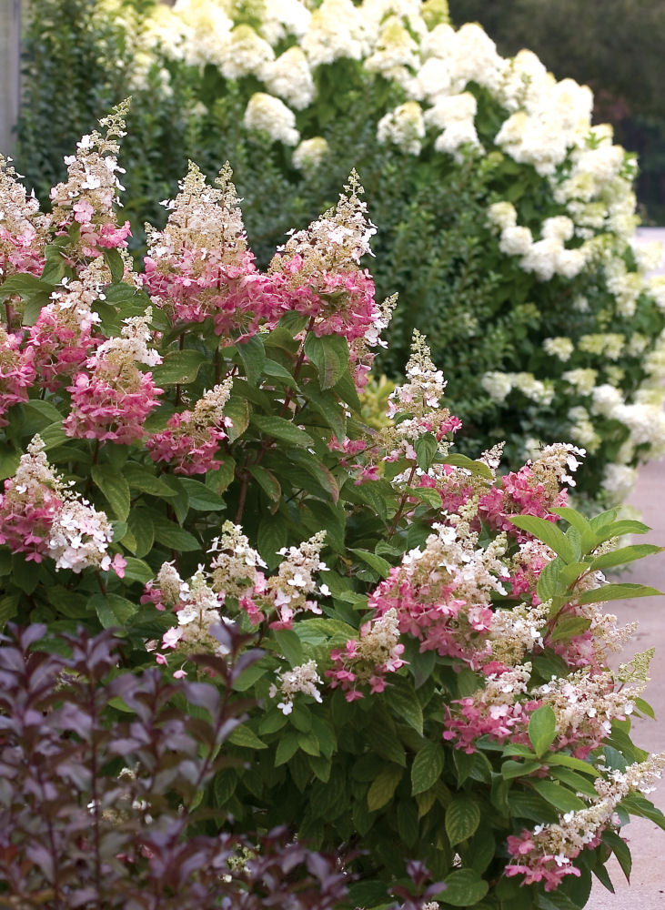 Pinky Winky® Panicle Hydrangea (Hydrangea paniculata 'DVPpinky') - 3 gallon