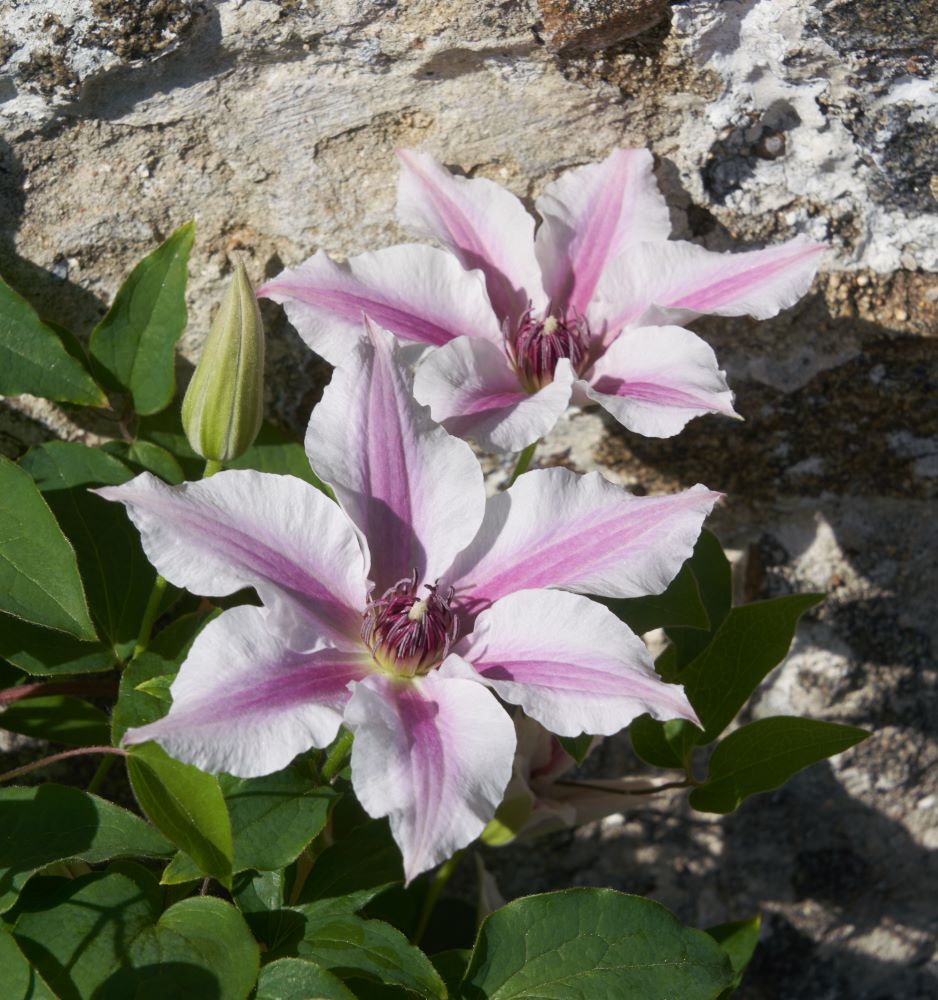 Ithemba™ Clematis (Clematis ithemba) - 3QT