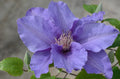 Sacha™ Clematis (Clematis sacha) - 3QT