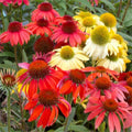 Cheyenne Spirit Coneflower (Echinacea cheyenne 'Spirit') - 3QT