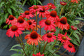 Kismet™ Red Coneflower (Echinacea kismet 'Red') - 3QT