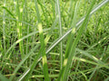 Zebra Grass (Miscanthus sinensis 'Zebrinus') - 2 gallon